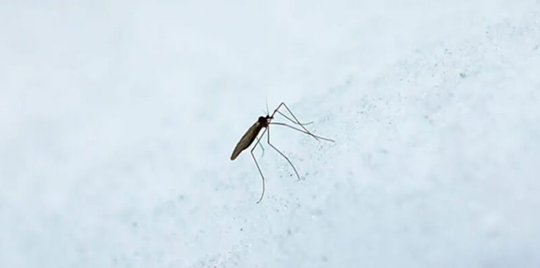 Hoe overleven muggen in de winter?